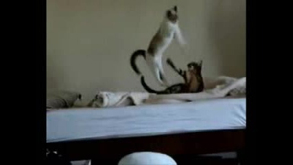 Kung Fu Котки - Смях