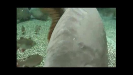 Underwater Carp