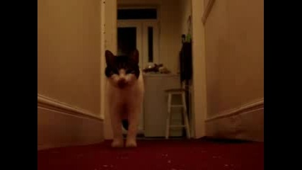 котка казва hello