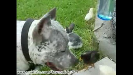 Bunny,  Chicks and Pit Bull Sharky - Happy Easter