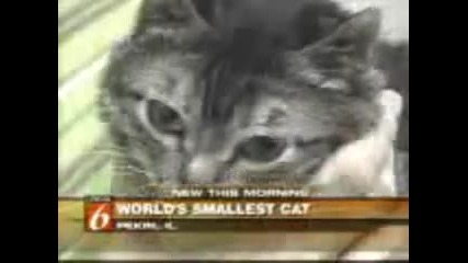 Най - Малката Котка На Света