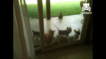 Коте отваря вратата на кученца