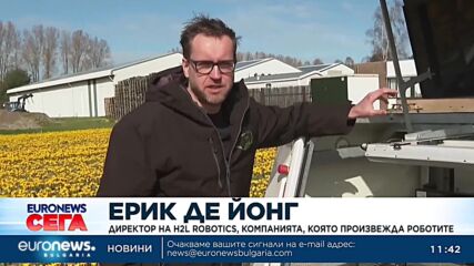 Улеснение за фермерите: Изкуствен интелект лекува лалетата в Нидерландия