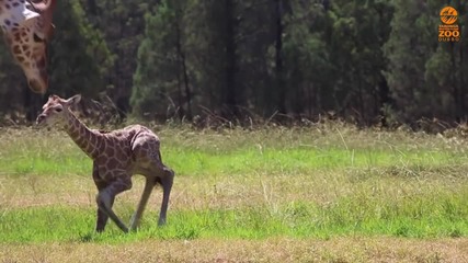 Уникални кадри: Заснеха първите стъпки на жирафче