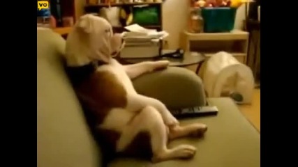 Куче гледа телевизор като човек 