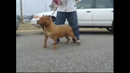 qk pitbul