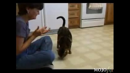 Изумително !! Котка С Характер На Куче !!