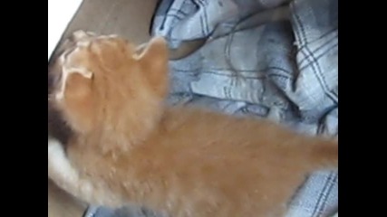 Котка със котенца