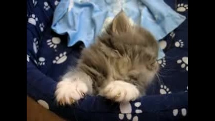 Заспиващо Коте