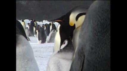 National Geographic - Пингвините
