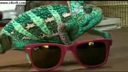 хамелеон си сменя цвета ори поставянето на различни цветове очила.flv