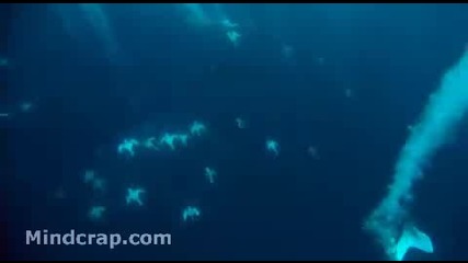 Being a sardine