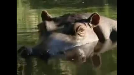 Хипопотам живее в къща като домашен любимец