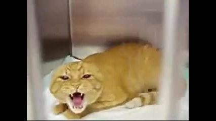 Very Angry Cat - Funny 
