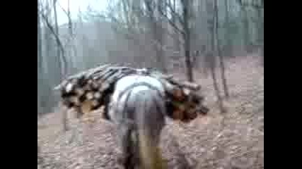 rabotni kone
