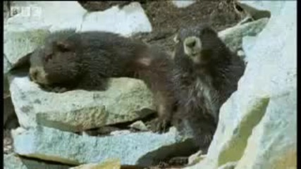 Cute marmots waking up from Hybernation - Bbc Animals 