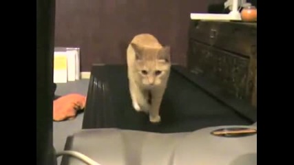 ~ м0щни котки ~ 