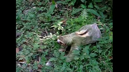Костарикански ленивец на земята !