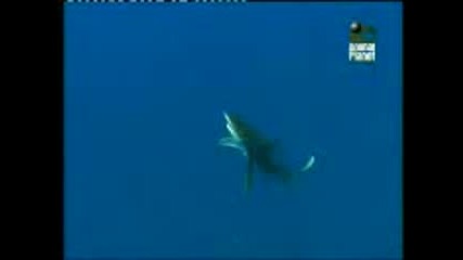 Десетте Най - Смъртоносни Акули (документалетален филм)-част 1