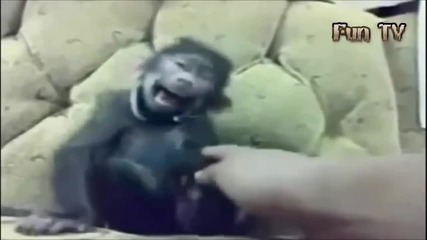 Компилация Смях ! Cute Animals - Funny Dogs