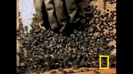 Смъртоносни Пчели