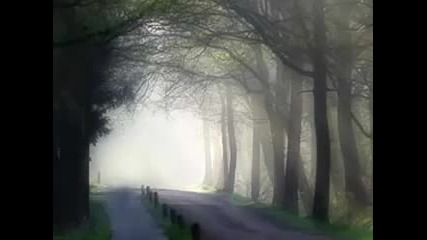 Mystical Woods 