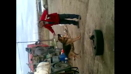 Sondior bez rabota 2