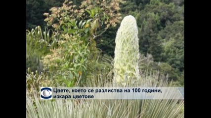 Цвете, което цъфти веднъж на 100 години, се обсипа с цветове