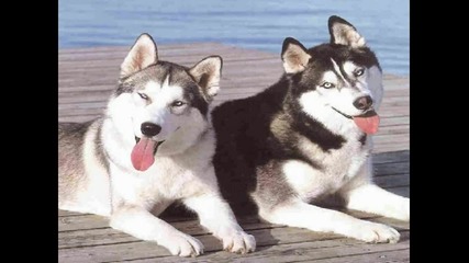 Top 10 Most Strongest Dogs Of The World [hd]