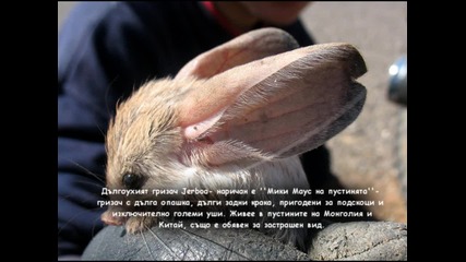 Странни животинки