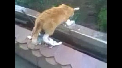 Котка се учи да ходи с обувки