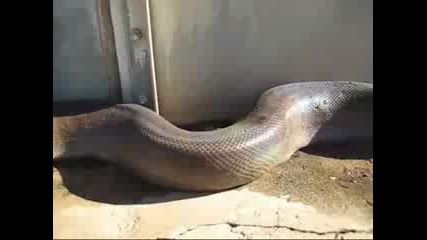 Намериха най дългата змия мъртва 