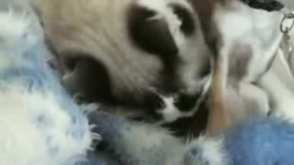 Funniest Video Ever!!!