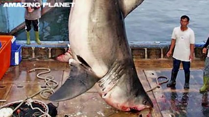 5 те най-голями акули хванати някога