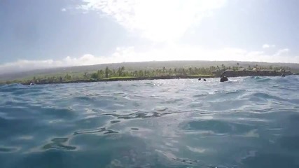 Делфин прави 3 завъртания над водата
