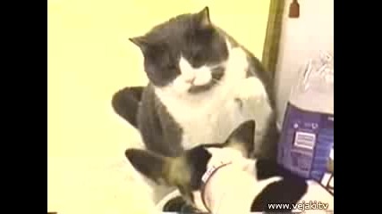 Котка Vs Kyче
