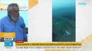 След кадрите с мъртви животни в морето край Приморско: Каква е позицията на рибарите