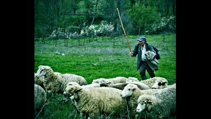 Hipodil - Ovci