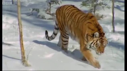 Сибирският тигър - Най-мощният хищник на света..