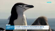 Над половин милион пингвини са загинали на остров Заводовски