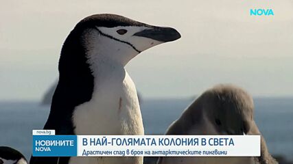 Над половин милион пингвини са загинали на остров Заводовски