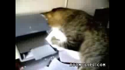 Котката срещу принтера 2