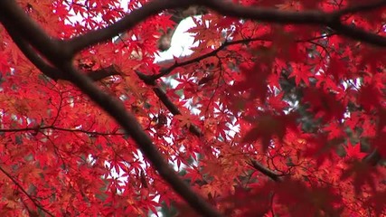 Hd Autumn foliage Image Video 