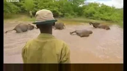 Elephants enjoying the rain - Bbc wildlife