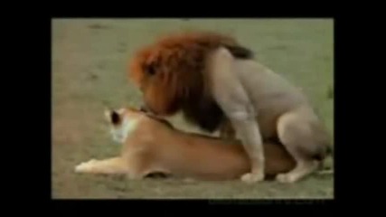 Bloodhound Gang - The Bad Touch