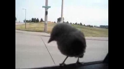 Птица на авто - стоп
