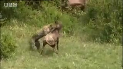 Леопард vs Антилопа Гну