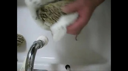 вижте как се къпят таралежчета 