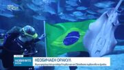Акула предсказа кой ще победи в първия мач от Световното първенство по футбол