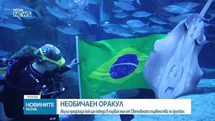 Акула предсказа кой ще победи в първия мач от Световното първенство по футбол